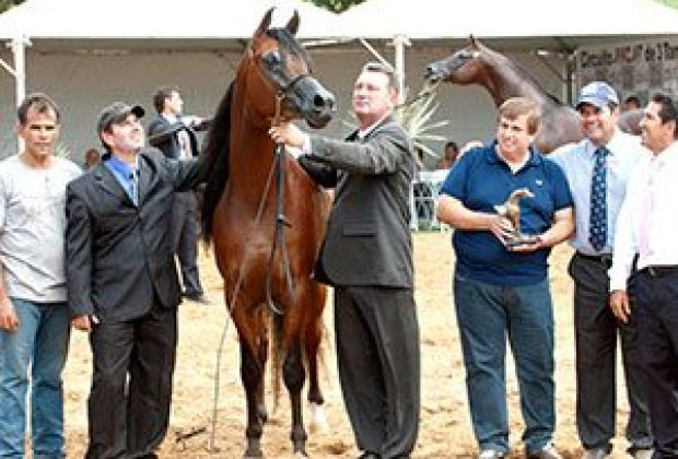 Cavalo Árabe se apresenta em Artur Nogueira
