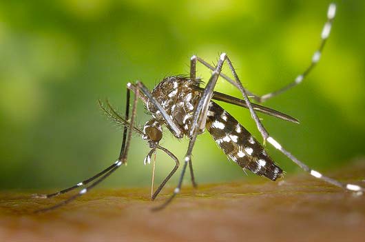 Mais médicos do Hospital da Polícia Militar estarão à disposição do Estado para combater o mosquito