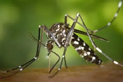Mogi Guaçu tem até agora 125 casos positivos de dengue registrados este ano