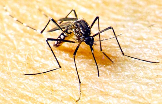 O mosquito Aedes aegypti, conhecido por transmitir a dengue, a chikungunya e o zika vírus é provável causador da microcefalia em fetos