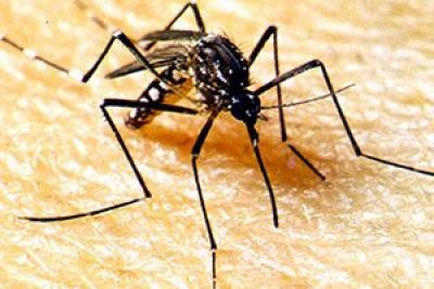 Como a gestante deve se proteger do zika vírus?
