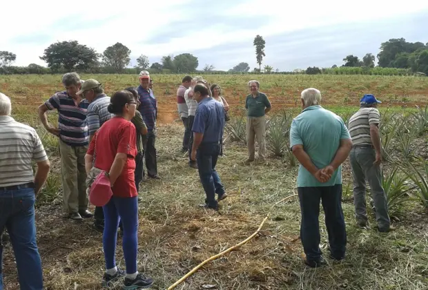 Dia de Campo na Cultura do Abacaxizeiro para agricultores é realizado em Cosmópolis