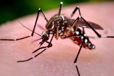 Pedreira conscientiza população a combater o Aedes aegypti