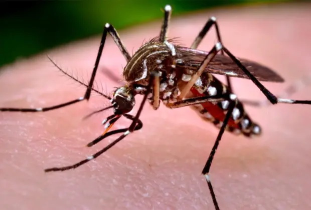 Mogi Guaçu registra 99 casos positivos de dengue
