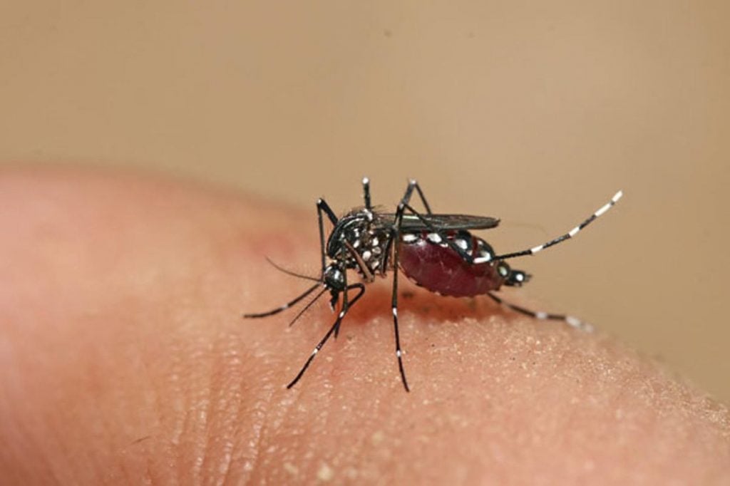 dengue1