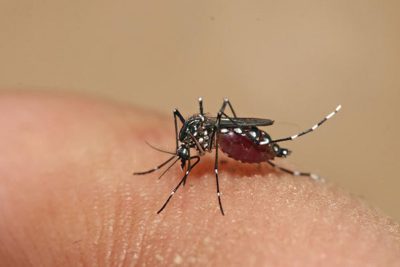 PL determina distribuição de repelentes contra o Aedes aegypti