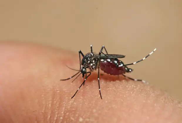 Mogi Guaçu está com 115 casos positivos de Dengue