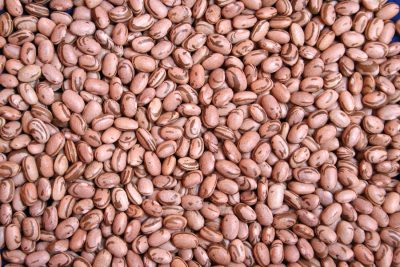 Embrapa disponibiliza a produtores sementes básicas de feijão BRS Estilo