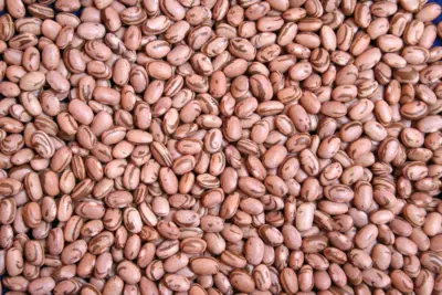 Embrapa disponibiliza a produtores sementes básicas de feijão BRS Estilo