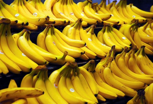 Encontro aborda principais desafios para o manejo de doenças da bananeira