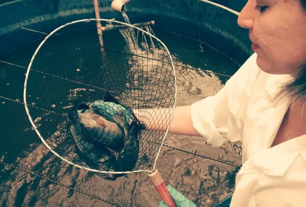 CEUA da Embrapa Meio Ambiente realiza curso sobre peixes como modelos experimentais