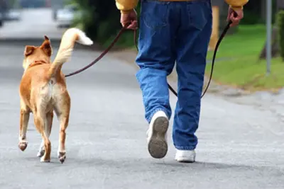 Campanha já vacinou mais de 5.3 mil animais em Mogi Guaçu