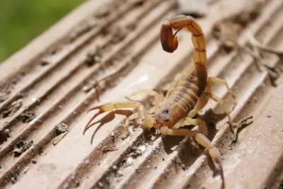Em quatro meses, Zoonoses retira mais de 10 mil escorpiões do Cemitério da Saudade