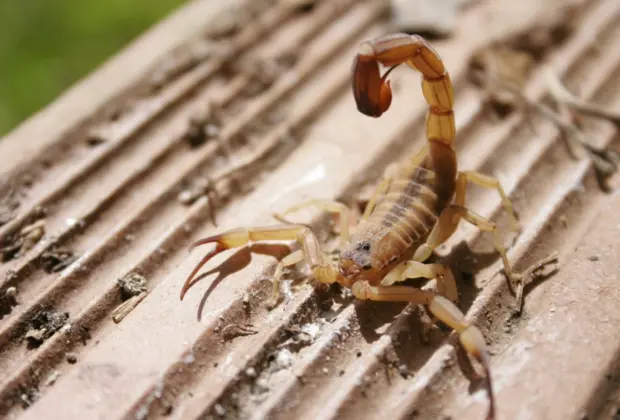 Em quatro meses, Zoonoses retira mais de 10 mil escorpiões do Cemitério da Saudade