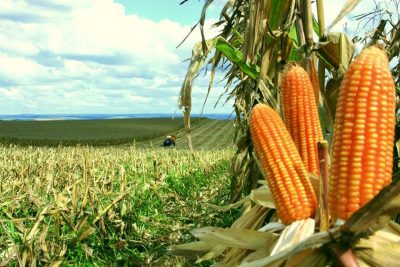 Governo adota medidas para garantir abastecimento de milho