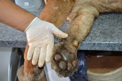 Onça-parda empalhada é apresentada e já está exposta em Itapira