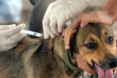 Prefeitura de Holambra promove vacinação contra raiva animal a partir do dia 20