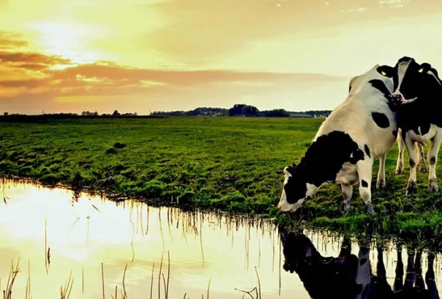 A Trajetória da Pesquisa Agropecuária no Brasil