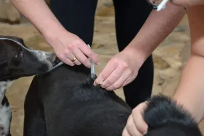 Campanha de Vacinação contra Raiva para cães e gatos terá três etapas