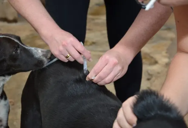 Campanha de Vacinação contra Raiva para cães e gatos terá três etapas