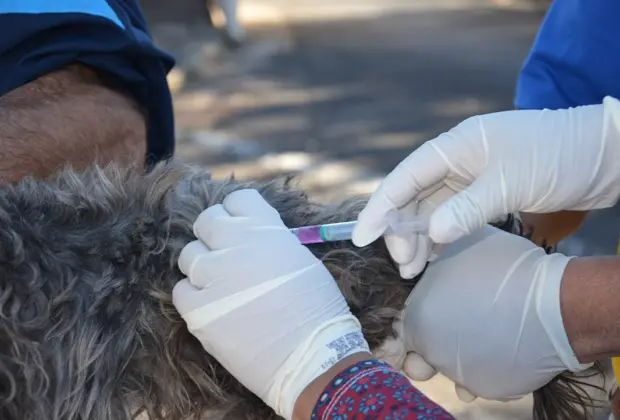 Mais de mil animais foram vacinados no sábado