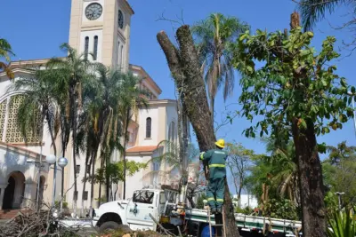 Com risco de queda, árvores da Praça são cortadas e serão substituídas