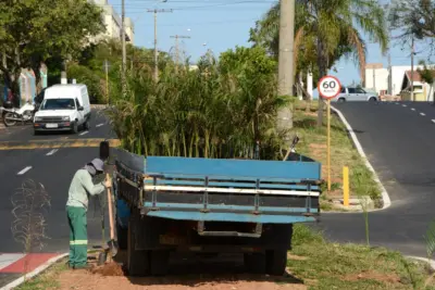 Canteiros centrais da Avenida Padre Jaime são rearborizados