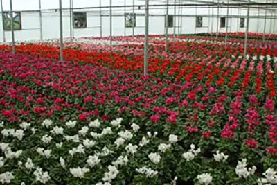Passageiros de Congonhas serão recebidos com flores de Holambra, amanhã 22