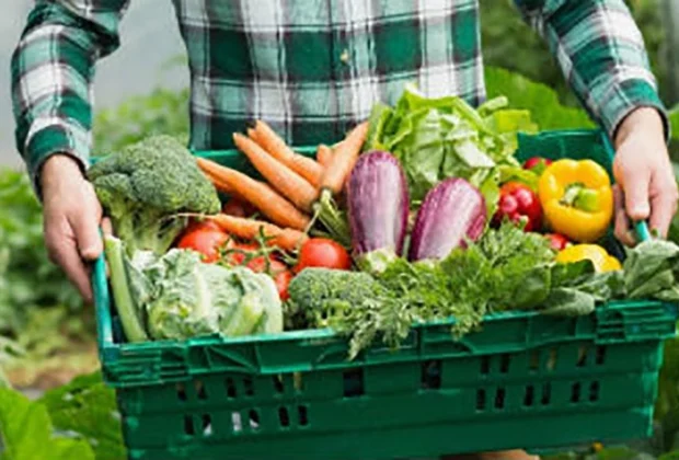 Produção orgânica e agricultura são apresentados em congresso de iniciação científica