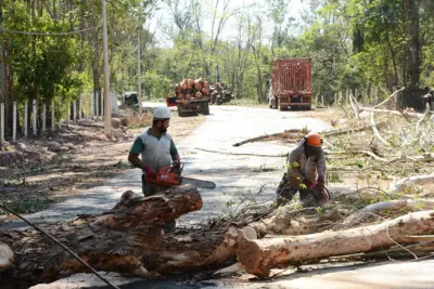 Derrubada de eucaliptos na Nico Lanzi prosseguirá no próximo fim de semana