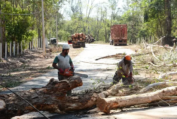 Derrubada de eucaliptos na Nico Lanzi prosseguirá no próximo fim de semana