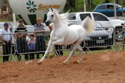 ExpoÁrabe encerra seletiva para Nacional do Cavalo Árabe