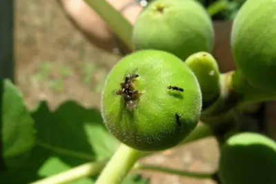 Importação e liberação da vespa polinizadora do figo pode melhorar a qualidade da fruta