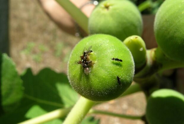 Importação e liberação da vespa polinizadora do figo pode melhorar a qualidade da fruta