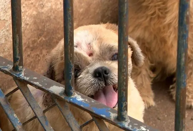 130 cães com sinais de maus-tratos são resgatados em Posse
