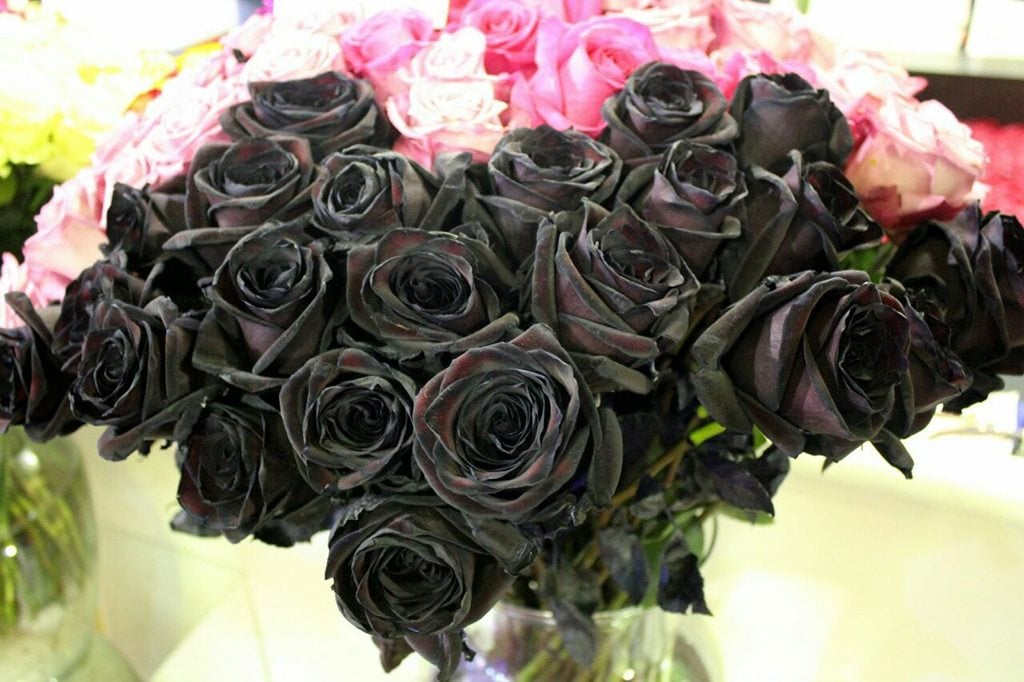 Rosas negras chegam ao mercado florista ‹ O Regional
