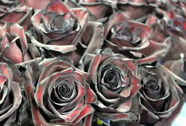 Rosas negras chegam ao mercado florista