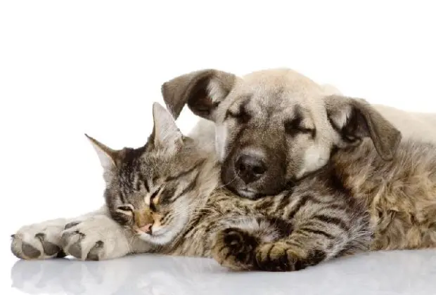 NCZ de Amparo realiza campanha para adoção de cães e gatos