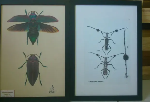 Museu de História Natural faz exposição de ilustrações científicas