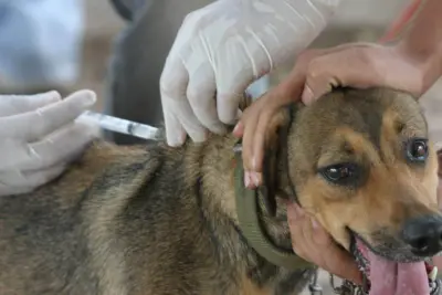 Vacinação contra a Raiva Animal chega ao Centro de Amparo