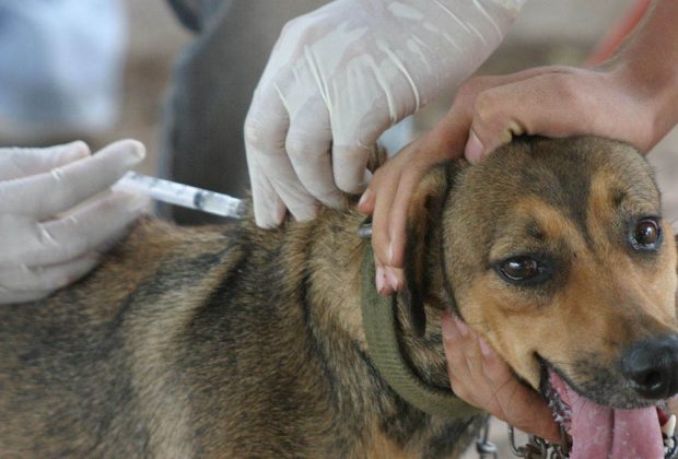 Vacinação contra a Raiva Animal chega ao Centro de Amparo