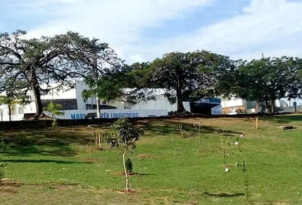 Moradores de Posse fazem ação de plantio em área verde
