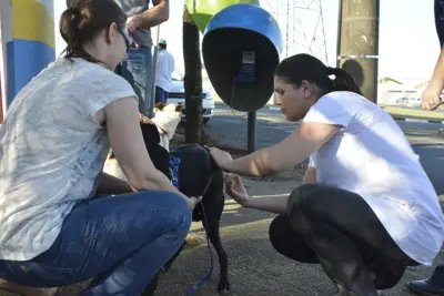 No primeiro dia da campanha antirrábica, Jaguariúna vacina 40% de seus cães e gatos