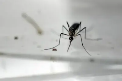 Alto dos Ypês recebe nebulização contra o AEDES segunda e terça-feira