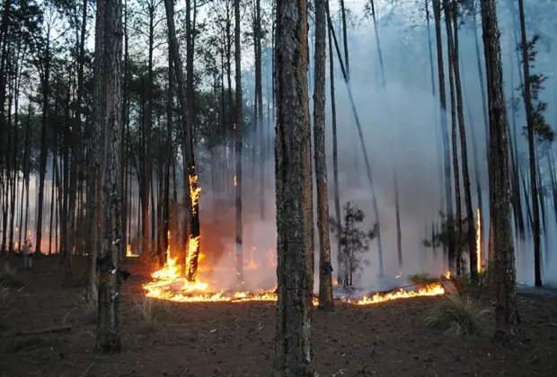 Legislação prevê multa de mais de R$30 mil a quem provocar queimadas