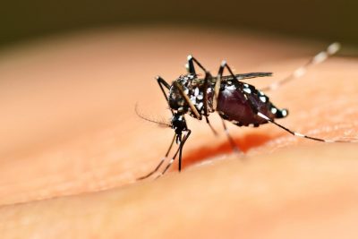 Confirmada primeira morte por Dengue Hemorrágica