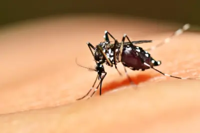 Casos Positivos de Dengue cai para menos de dois por mês