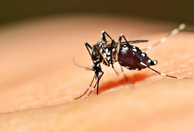 Posse realiza limpeza em terrenos privados em combate a Dengue