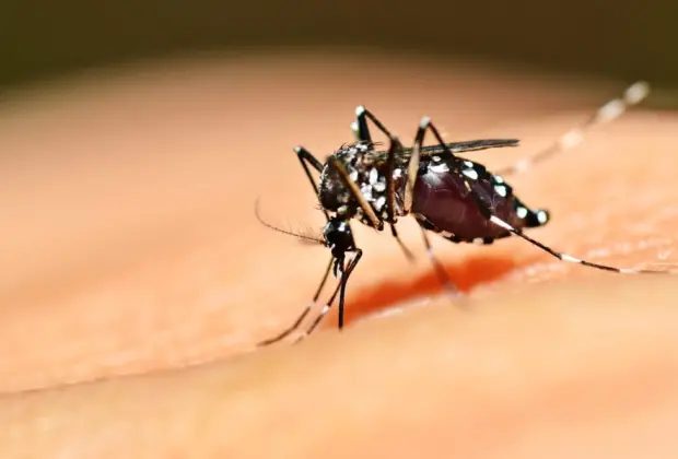 Posse realiza limpeza em terrenos privados em combate a Dengue