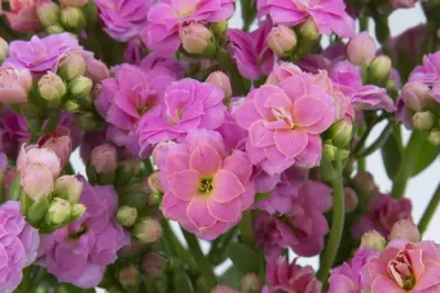 Produtores apostam nas flores cor-de-rosa como diferencial para o Dia das Mães